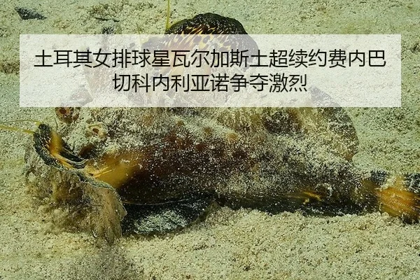 tu-er-qi-nv-pai-qiu-xing-wa-er-jia-si-tu-chao-xu-yue-fei-nei-ba-qie-ke-nei-li-ya-nuo-zheng-duo-ji-lie-3-351.jpg